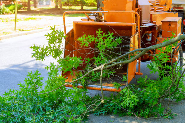 How Our Tree Care Process Works  in  New Madrid, MO